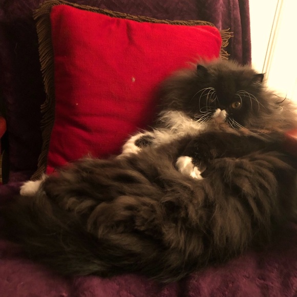 Meet your Posher, Surreal - Picture 1 of 2